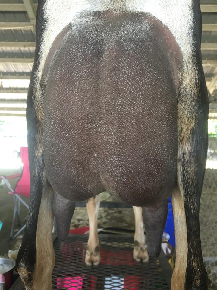 story time udder